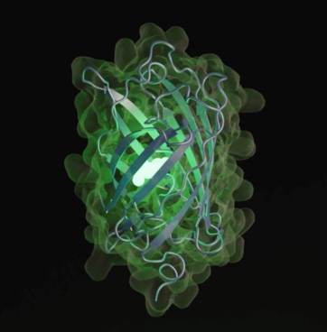  Proteína fluorescente ESMGFP criada com ESM3. 